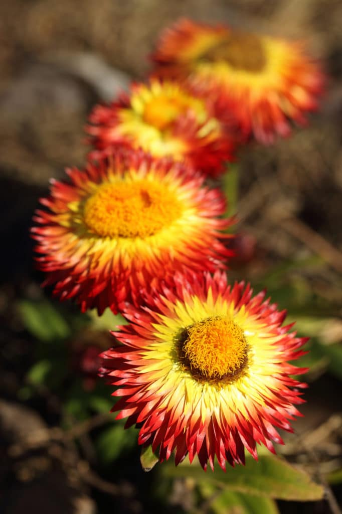 Straw Flower Full Sun Perennial