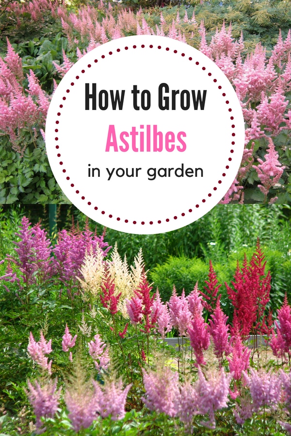 How to Care for Astilbes Natalie Linda