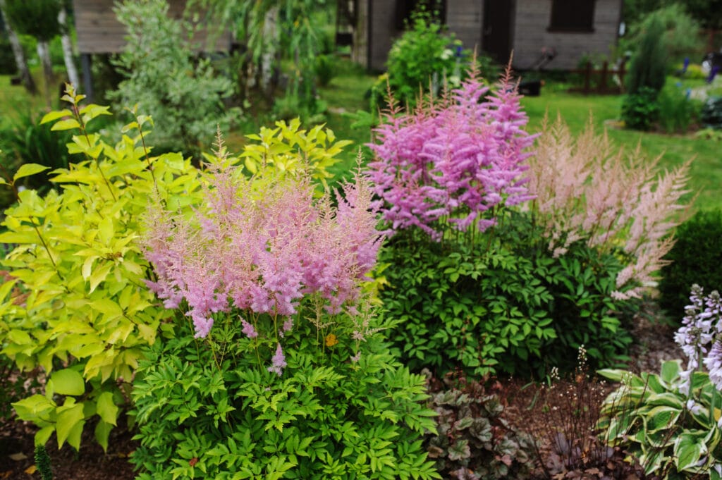 Learn how to grow astilbes with this simple growing guide!