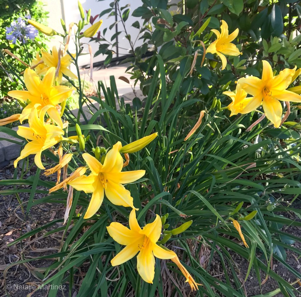 Beautiful daylilies are low-maintenance perennials. Learn how to grow them!