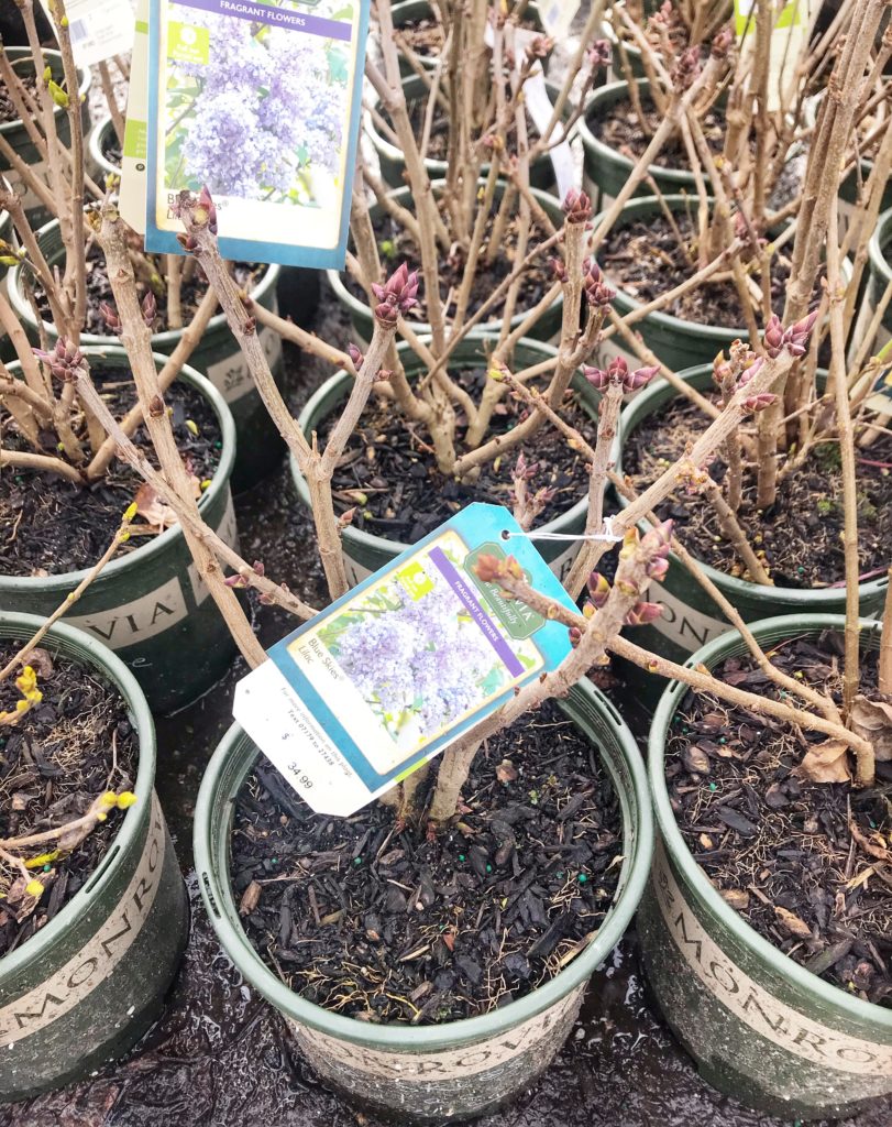 Buy lilac containers to grow beautiful lilac bushes!
