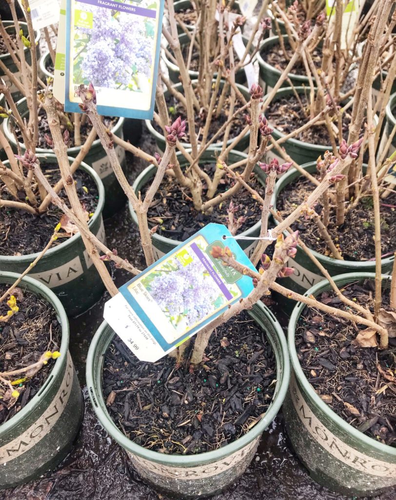 Why Your Lilac Bush Isn't Blooming and What You Can Do About It