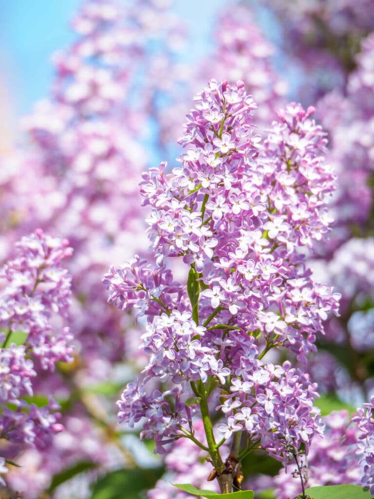 Learn how to plant and grow lilacs in your own yard!