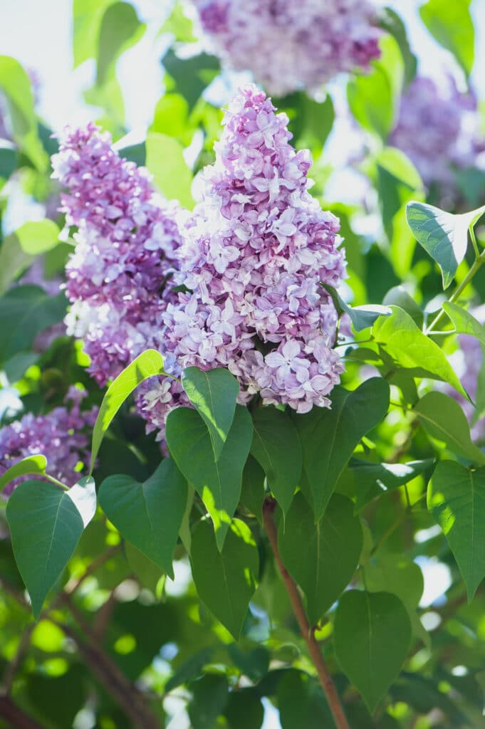 Learn how to grow a lilac bush with this simple care guide!
