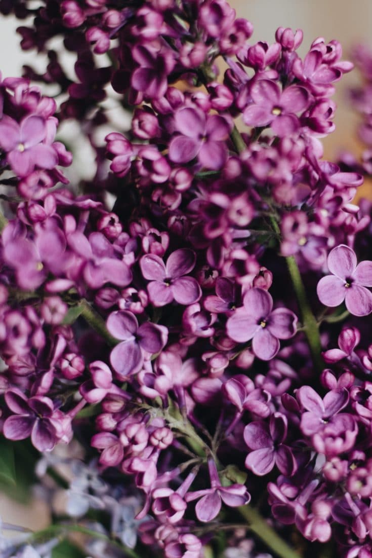 How To Grow a Lilac Bush for Beautiful Blooms in the Spring Natalie Linda