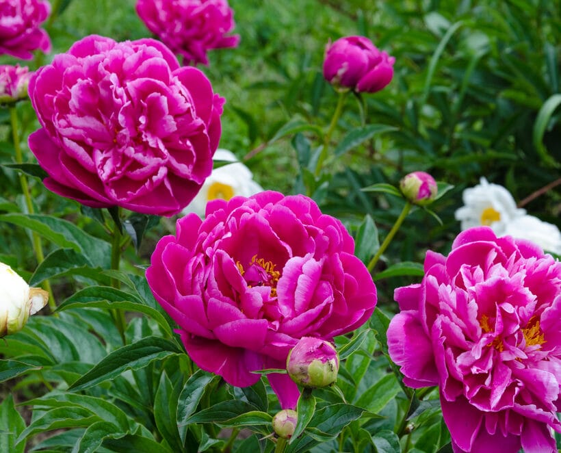 Learn how to grow peonies in your own yard!