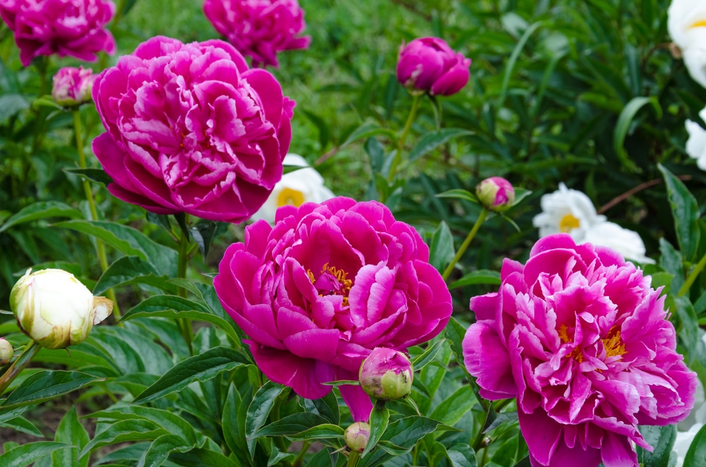 Learn how to grow peonies in your own yard!