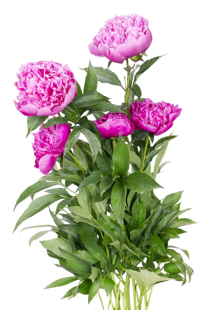 Learn how to take care of your peonies with these simple tips!