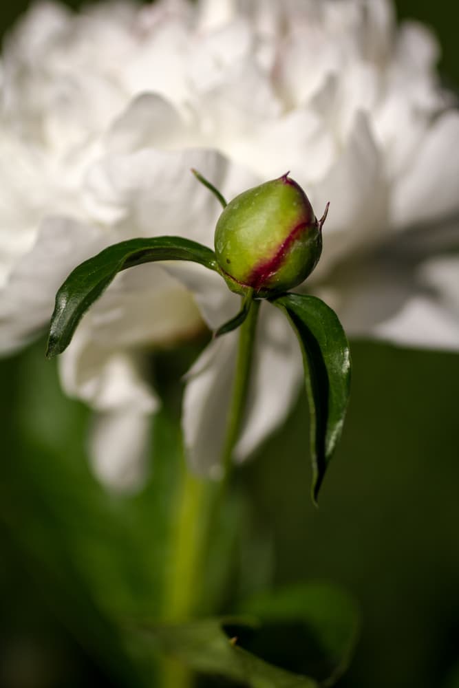 Learn how to grow peonies in your yard!