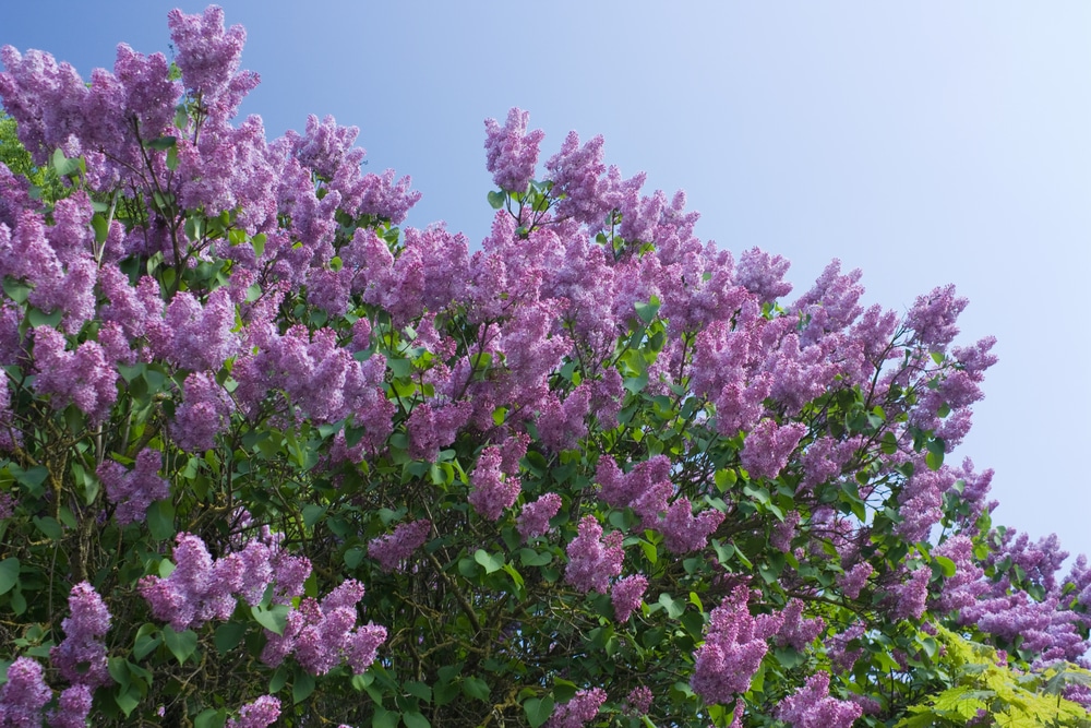 Large lilac shrub. Large purple flower bloom clusters growing on wooden stams.