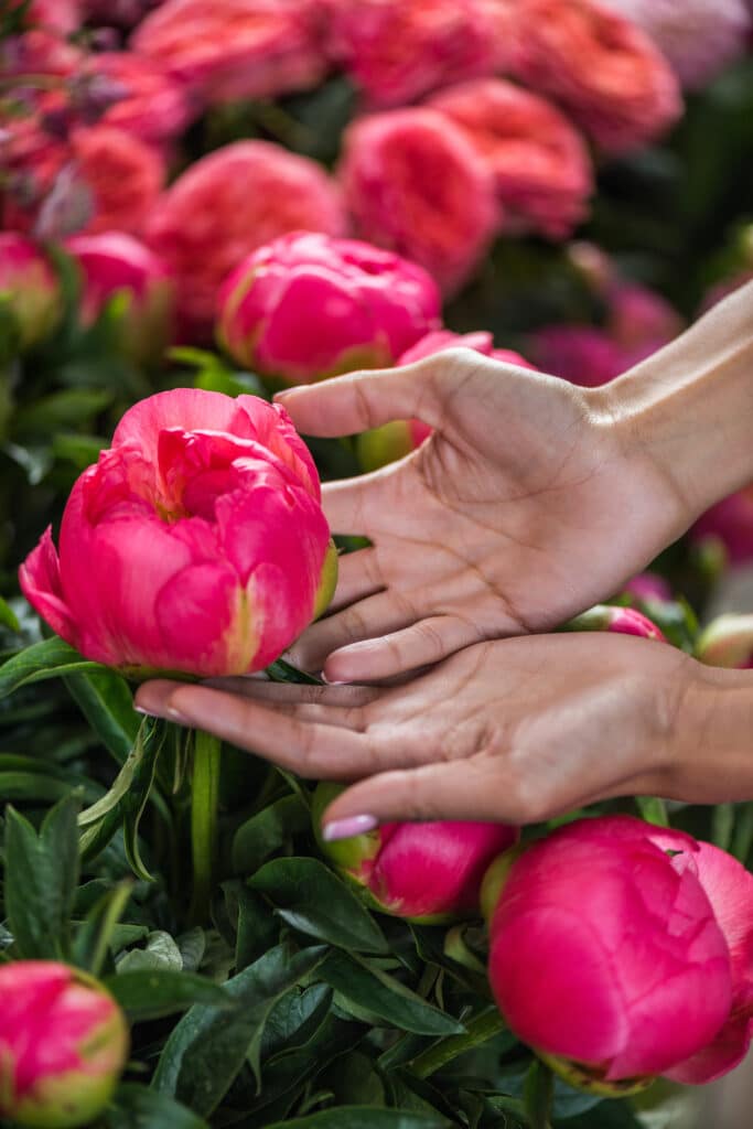 Learn how to grow peonies in your garden!