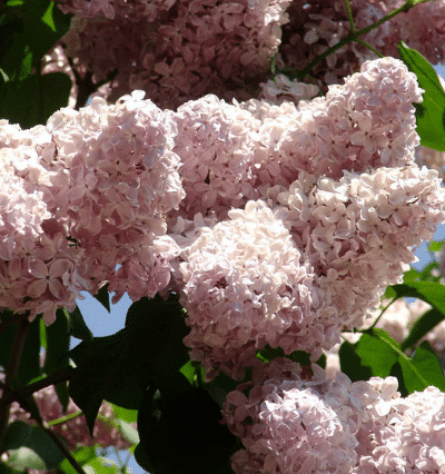 How To Grow Lilac Bushes