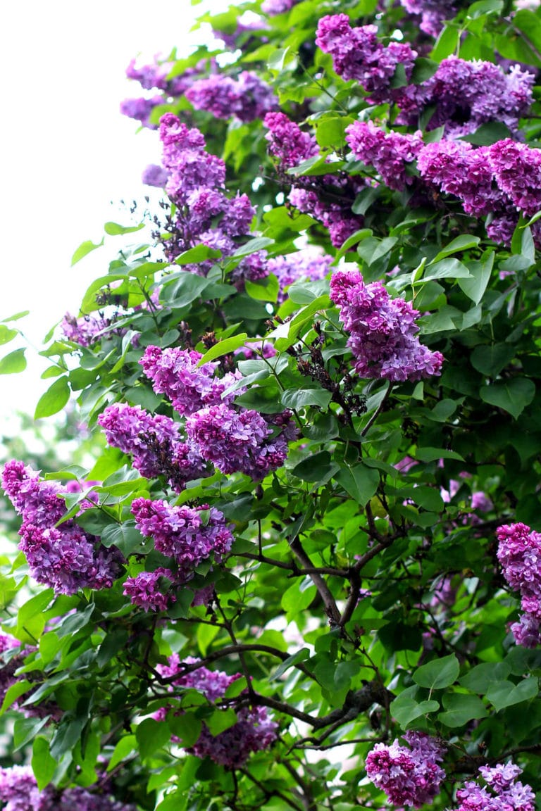 lilac bushes 2 - Natalie Linda