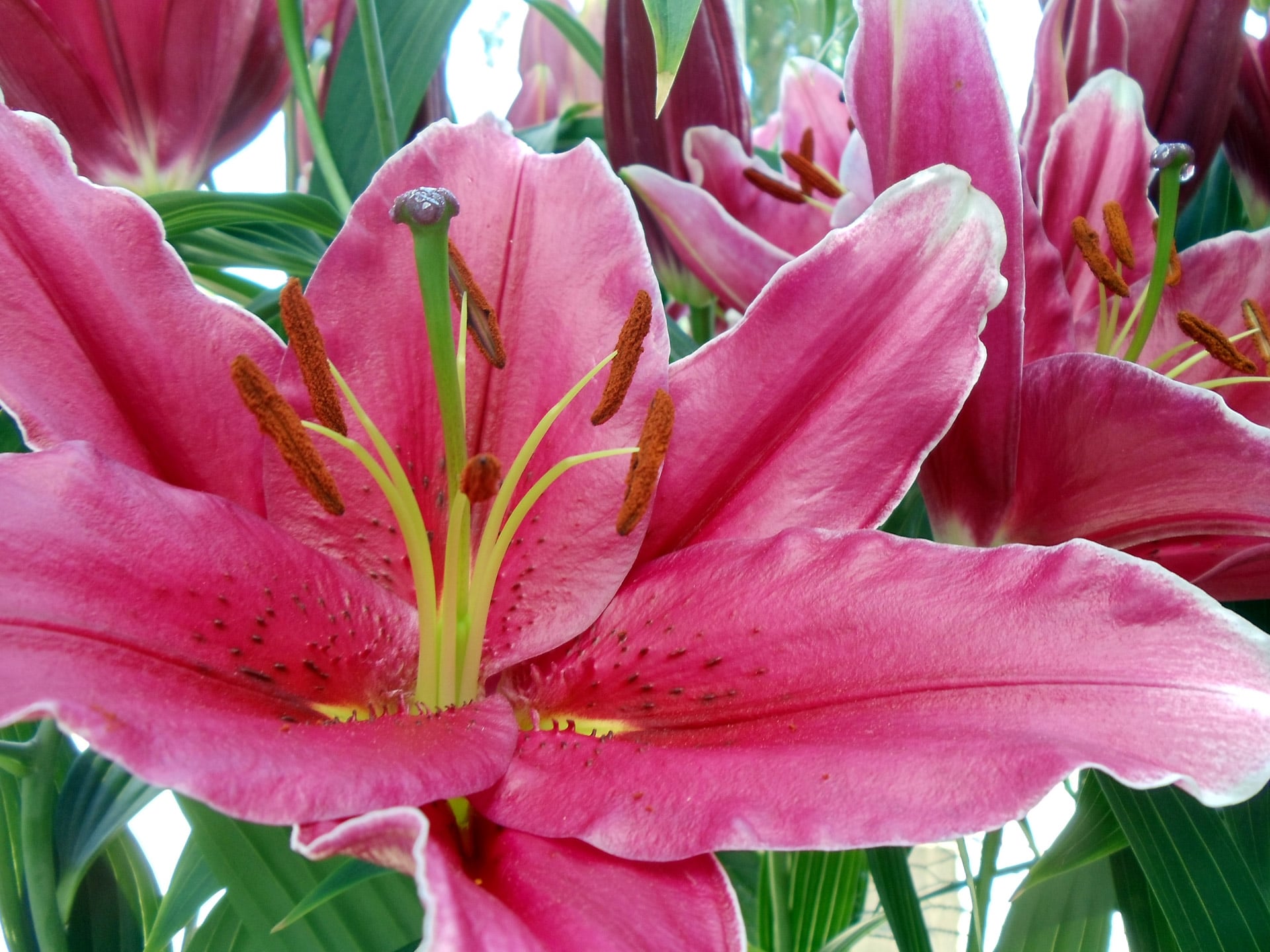 How to Plant and Grow Lilies - Design a Garden You Love