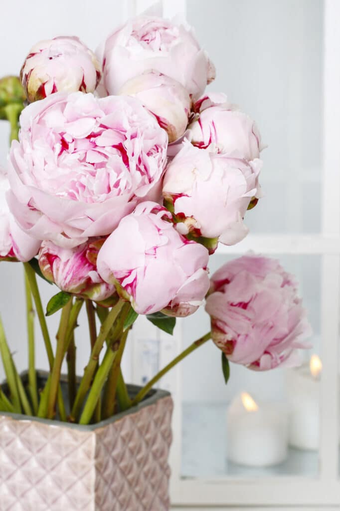 Learn how to easily grow peonies in your garden!