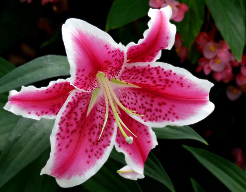 Learn how to grow your own lilies this season! Try these easy tips so you can grow this low-maintenance perennial in your garden!