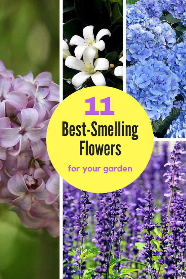 best smelling flowers pin Natalie Linda