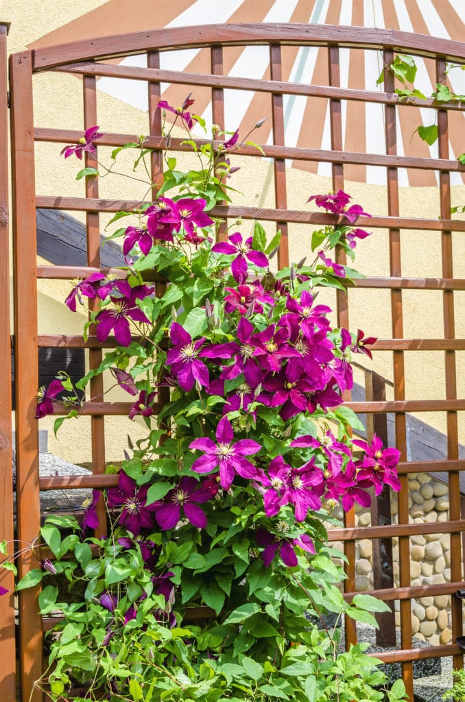 Learn how to grow clematis vine with this helpful post!