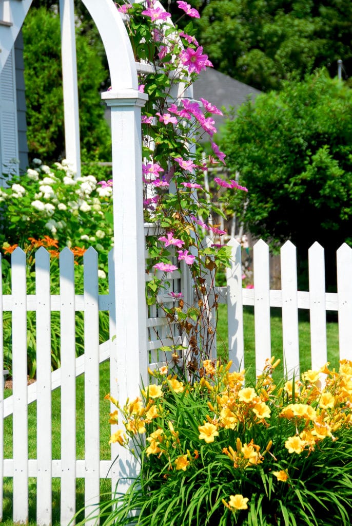 Learn how to grow Clematis flower vine!