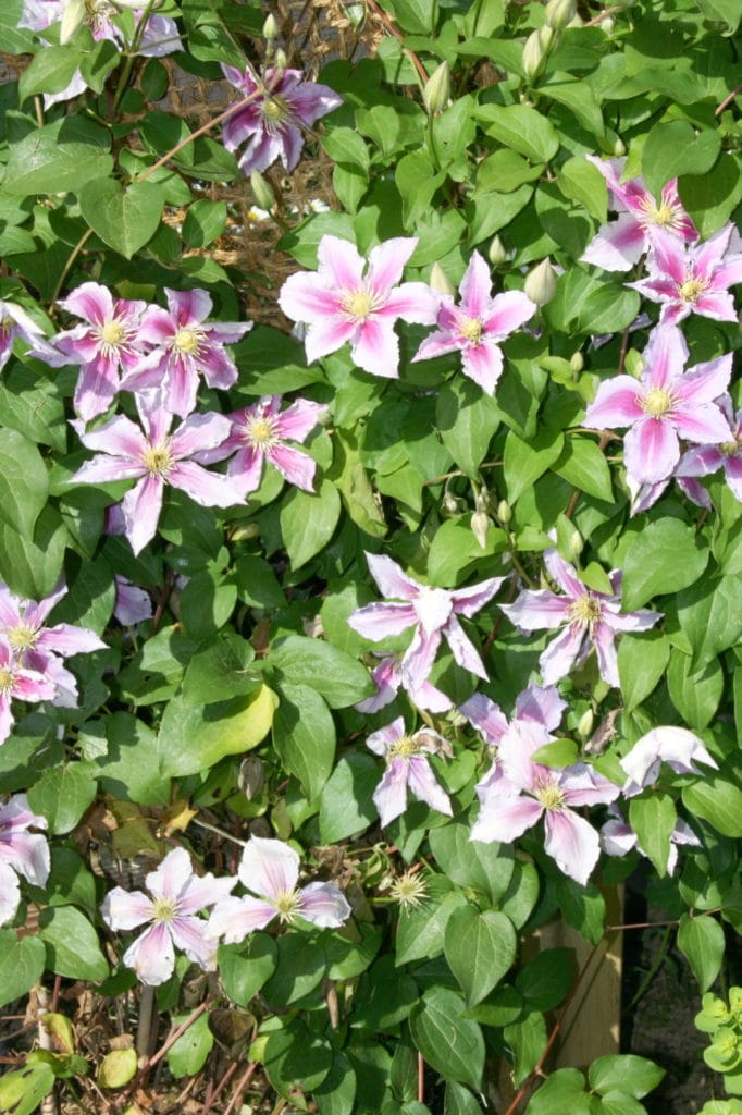 Learn how to grow clematis vine!