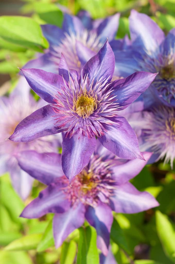 Learn how to grow beautiful clematis vine in your yard!