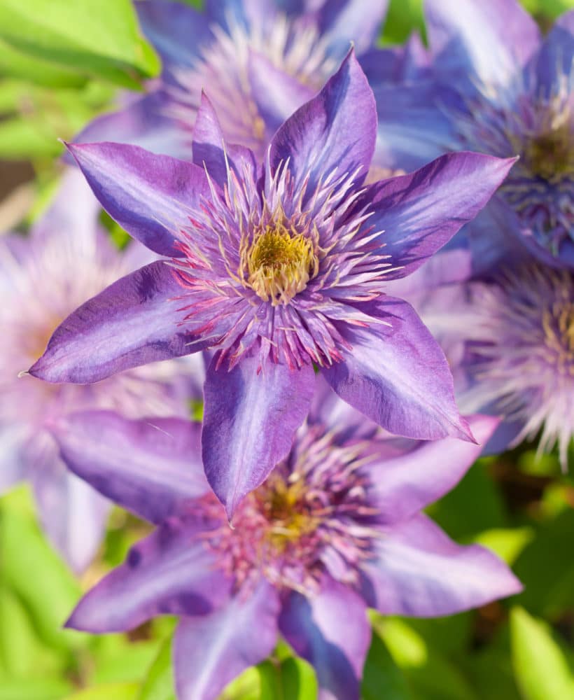 Learn how to grow beautiful clematis vine in your yard!