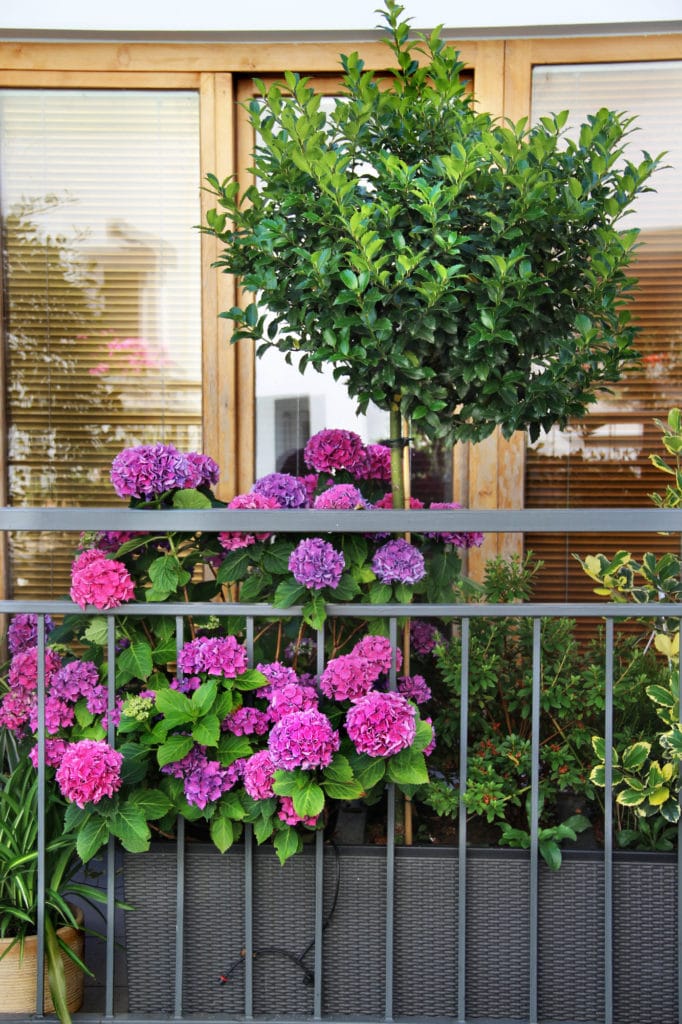 Learn how to care for hydrangeas with this guide!