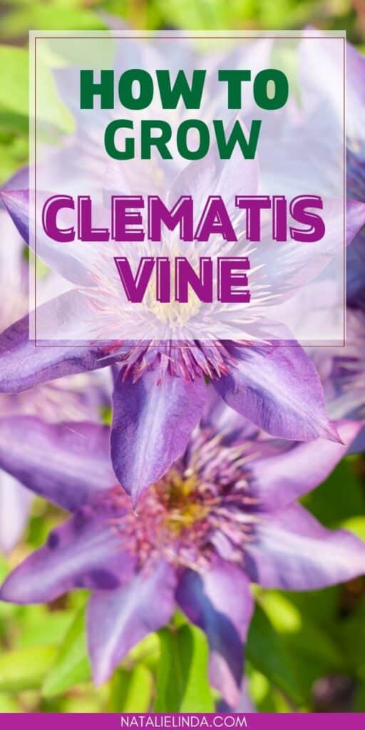 Purple Climbing Clematis Vine growing tips