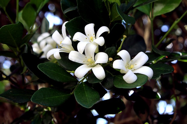 How to Grow a Fragrant Garden