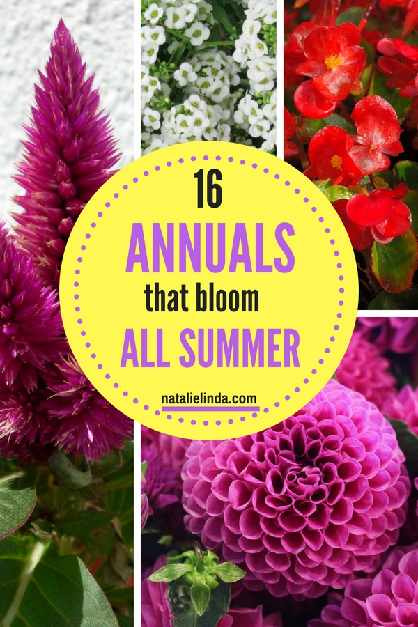 Annuals Flowers - Buying Guide: Annuals at The Home Depot : Flowers have abnormally long stamens that gives the flower a frilly look and is likely where the common name of spider flower comes from, resembling spider legs.