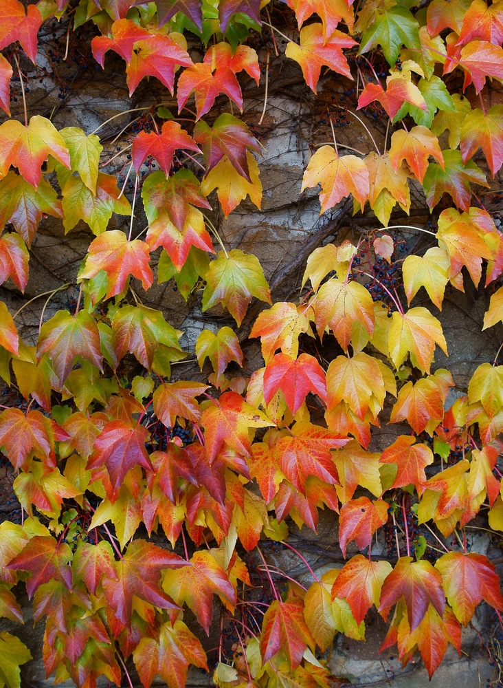 Beautiful climbing vines