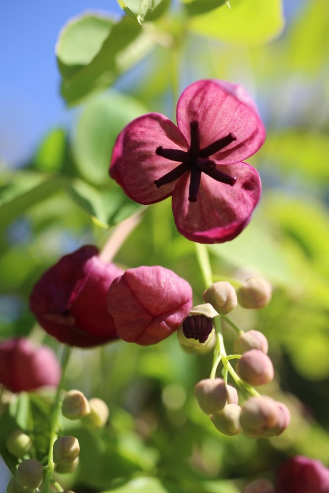 Beautiful climbing vines for your yard