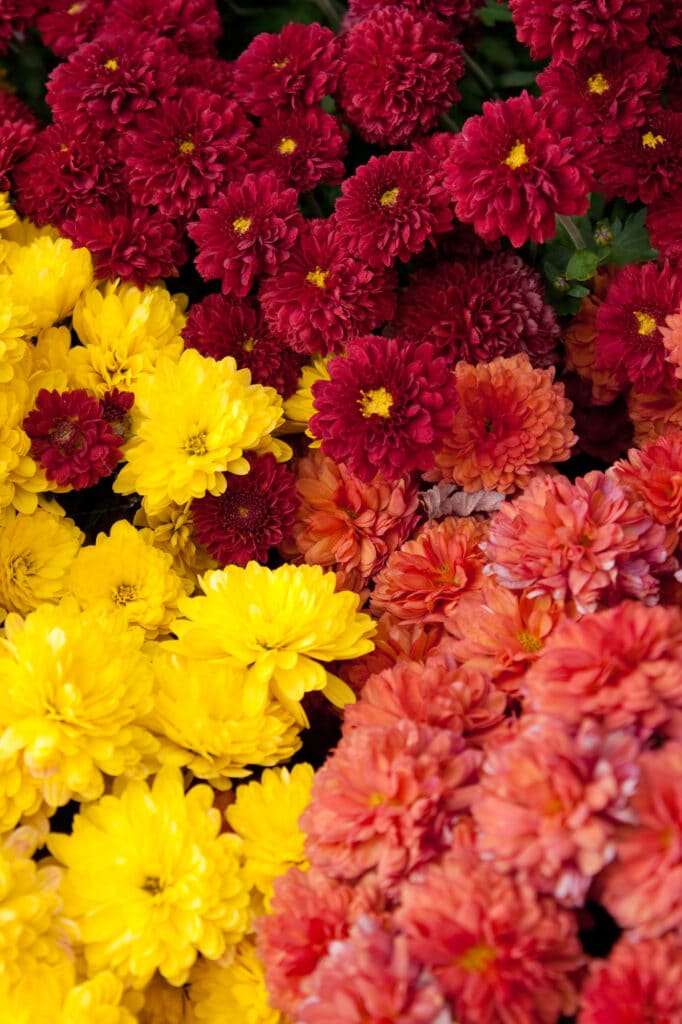 Chrysanthemums are beautiful Fall Perennials - check out this list!