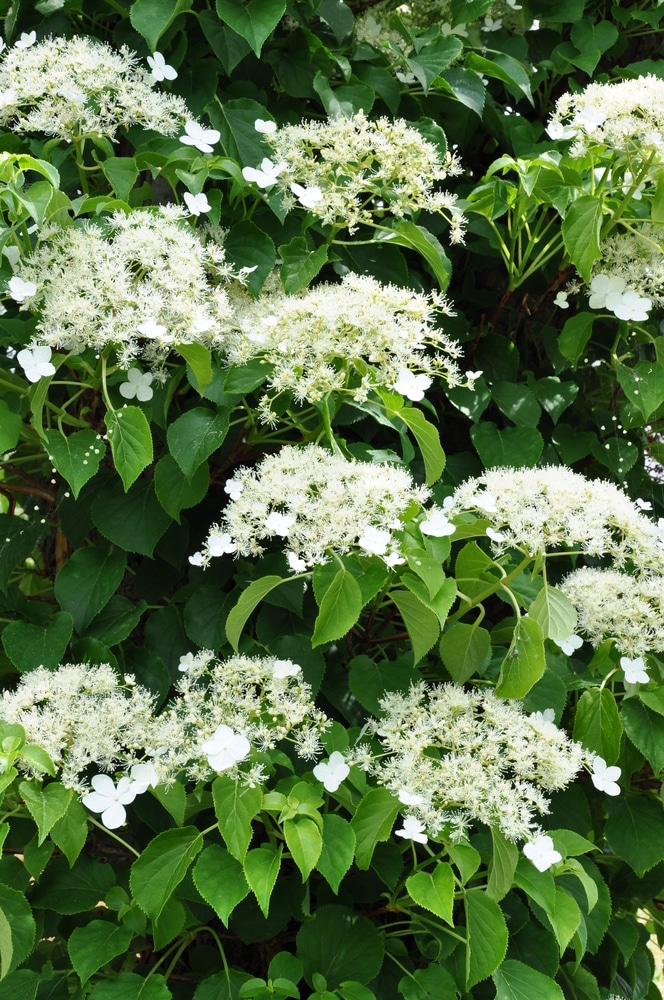 Beautiful climbing vines for your garden