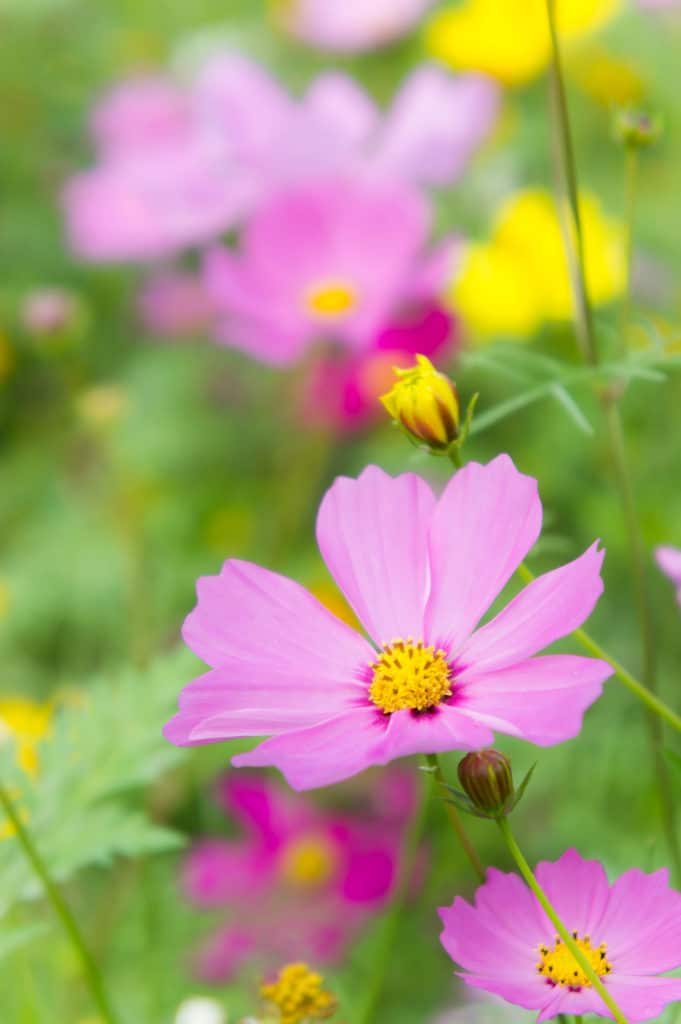 Cosmos are a lovely  annual that bloom all summer!