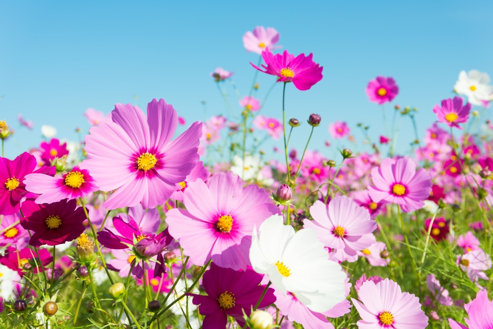 Beautiful summer-blooming annuals!