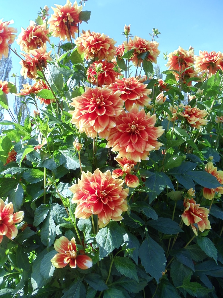 Dahlias are summer-blooming annuals!