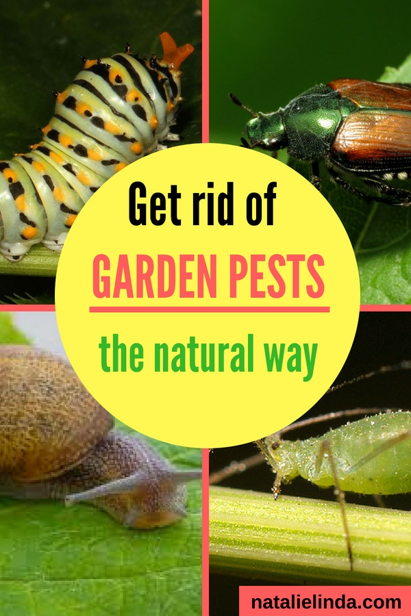 How To Keep Garden Pests Out Of Your Garden Natalie Linda