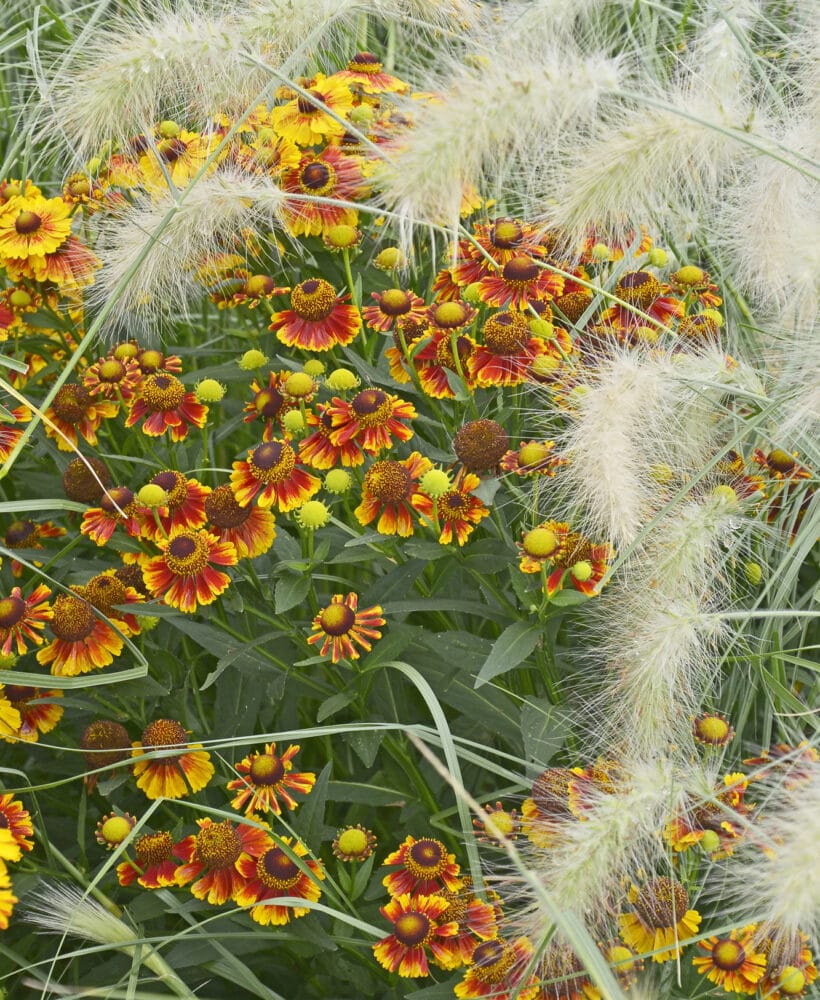 Check out this list of colorful Fall perennials!