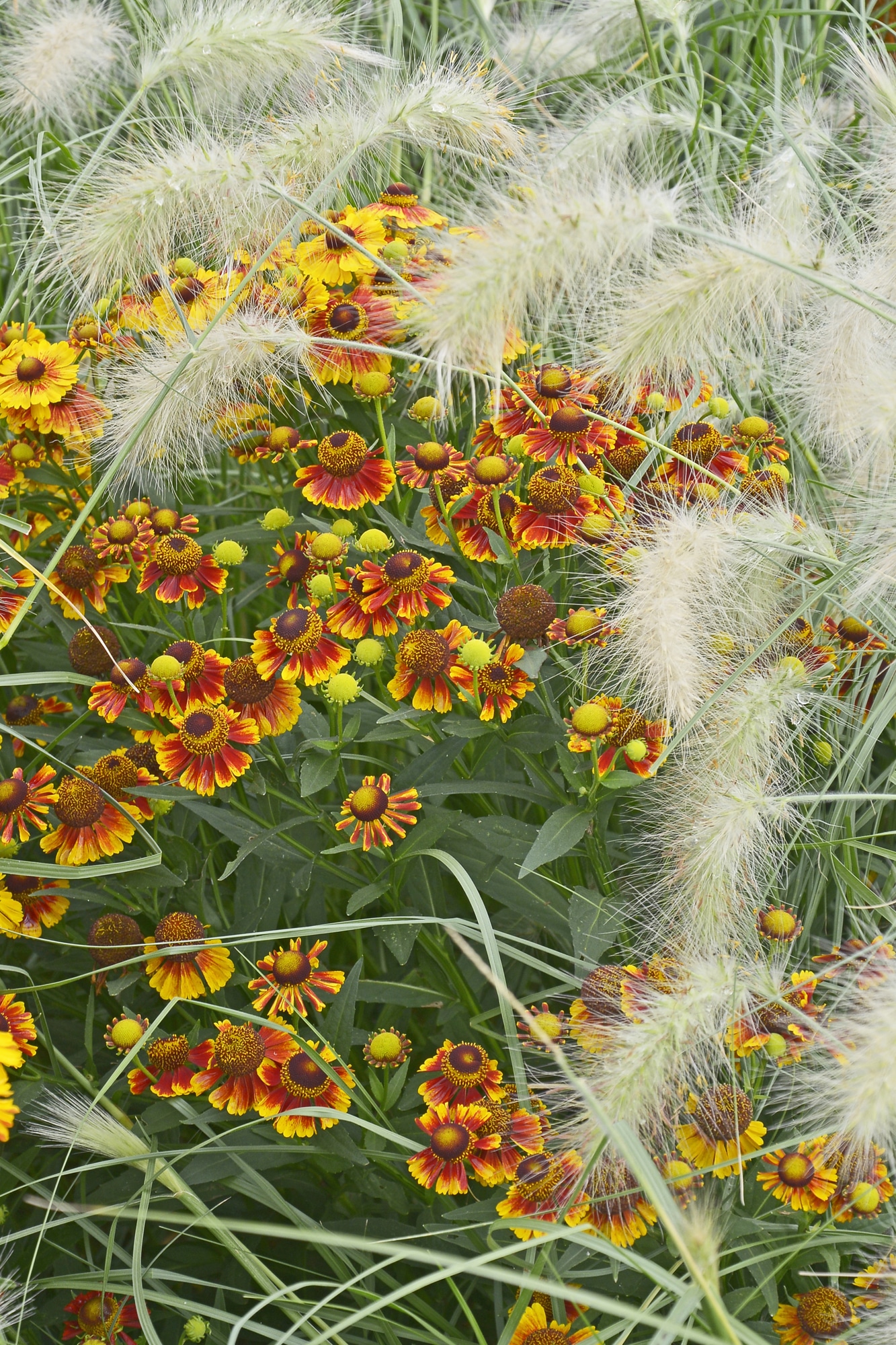 10 Colorful Perennials that Bloom in the Fall