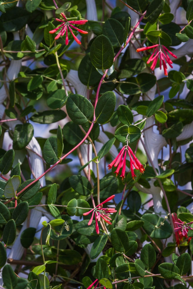 Beautiful climbing vines for your yard