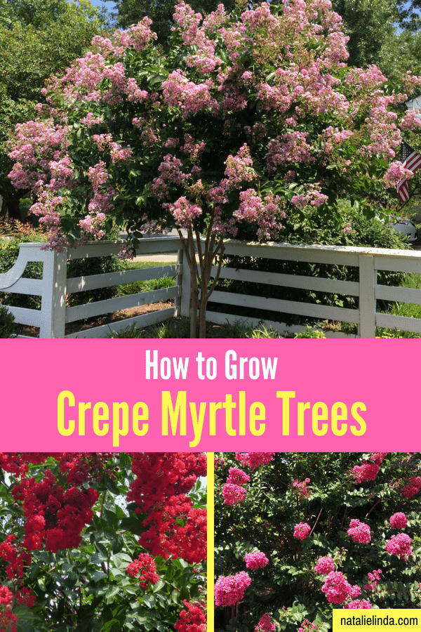 How to Grow Crepe Myrtle Trees pin - Natalie Linda