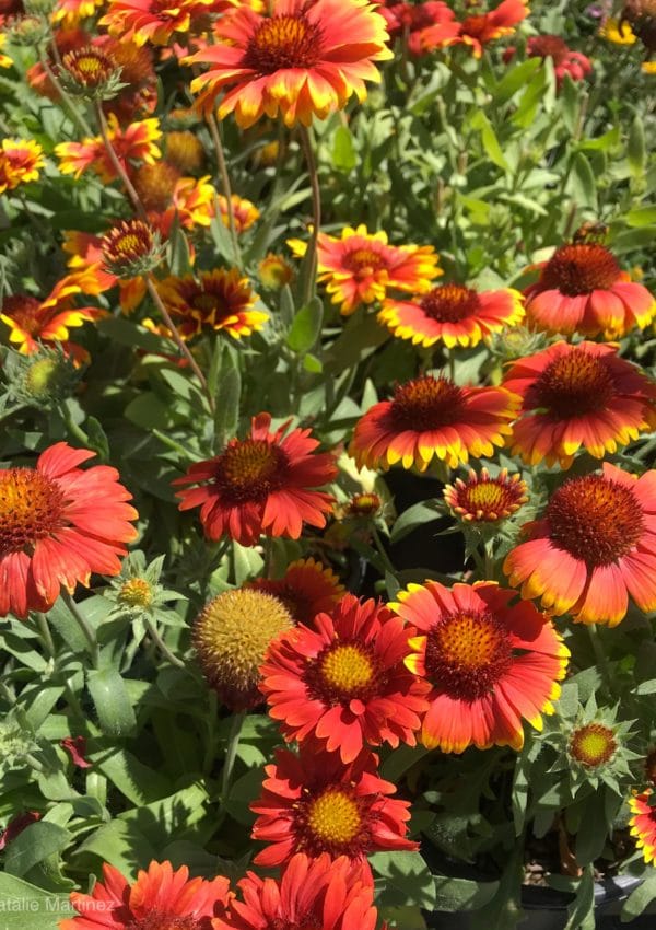 The Important Differences Between Annuals vs Perennials Learn Why You