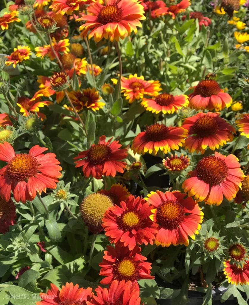 A cluster of blooming Blanket flowers featuring orange and yellow tones.