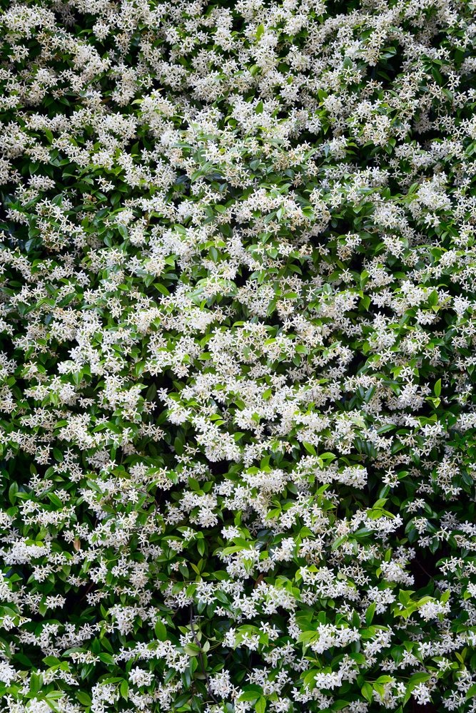 Beautiful flowering vines for a lovely garden!