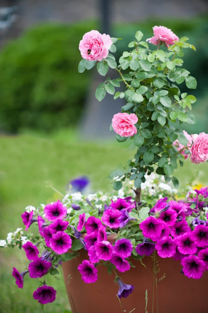 Petunias make a beautiful summer annual!