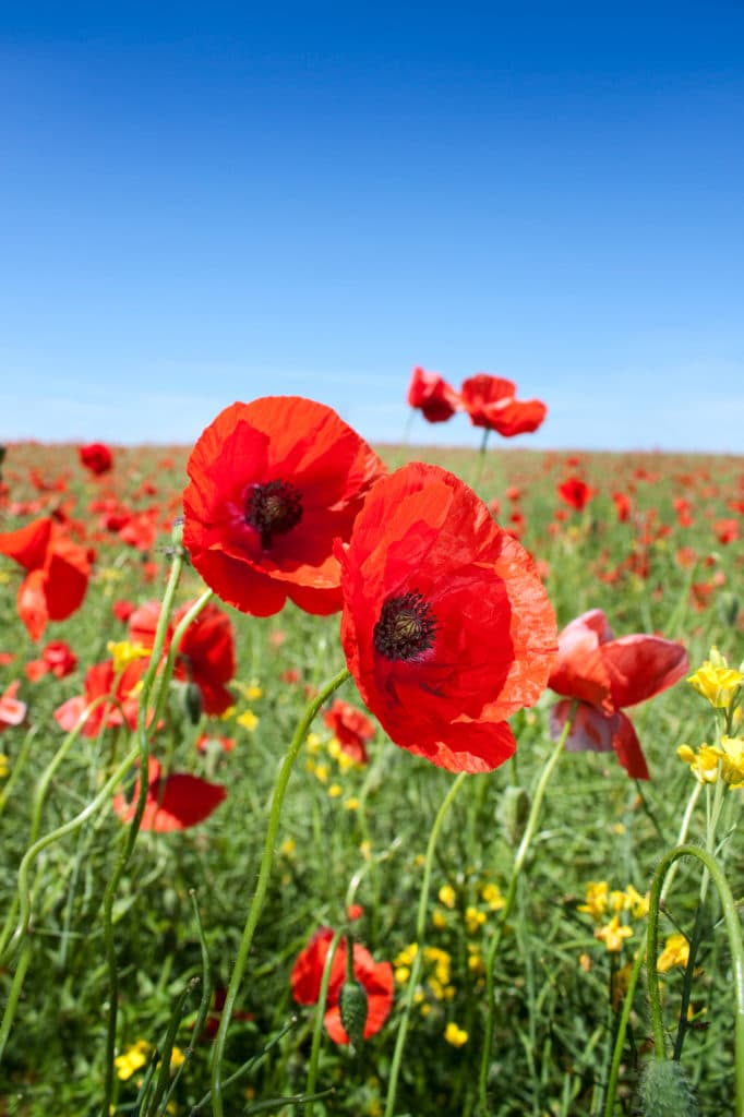 Poppy flower are beautiful summer annuals!