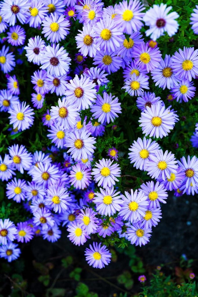 These fall perennials are stunning and colorful!