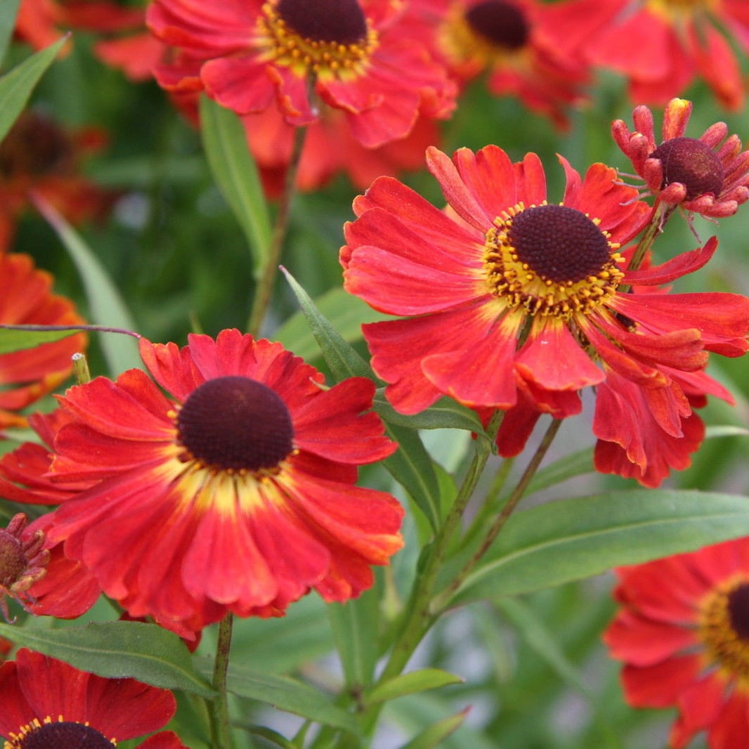 autumn fall blooming flowers