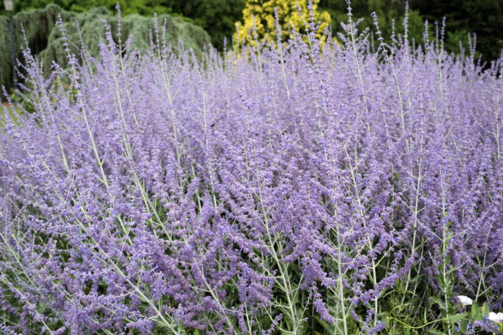 Tiny purple flowers growing upright on thin green stems. Plant has a fluffy, feathery appearance.